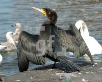 FI22_Kormoran1_0133.jpg