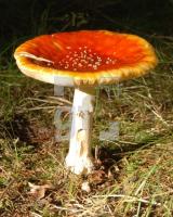 FI24_Fliegenpilz2_0166.jpg