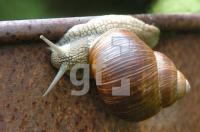 FJ25_Weinbergschnecke_0186.jpg