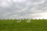 FJ29_Deichschafe4_0144.jpg