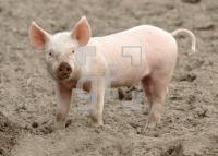FJ29_Ferkel_0170.jpg