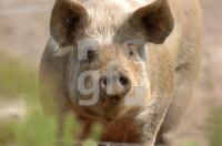 FJ29_Schwein1_0155.jpg