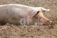 FJ29_Schwein22_0155.jpg