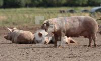 FJ29_Schweine1_0188.jpg