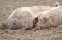 FJ29_Schweine33_0122.jpg