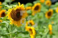 FJ31_Sonnenblumen1_0149.jpg