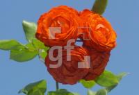 FK03_Rosarium1_0122.jpg