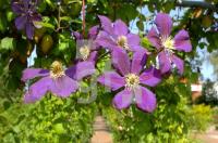 FK03_Rosarium2_0175.jpg