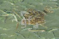 FK13_Seefische1_0132.jpg