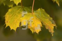 FL19_Herbst2_0130.jpg