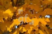 FL19_Herbstlaub_0177.jpg
