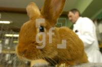 FL22_Hase_0735.JPG