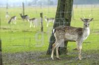 FM13_Damwild_0155.jpg