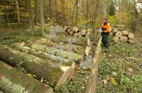 FM13_Holzwirtschaft1_0199.jpg