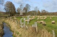 FM13_LauenburgSchafe2_0158.jpg