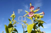 FM14_Tabak1_0108.jpg