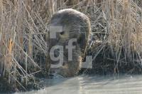 GC05_SumpfbiberNutria_1254.jpg