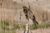 GC06_Bussard3_1287.jpg