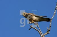 GC06_Falke1_1278.jpg