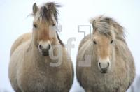 GD13_Islandpferd1_0166.jpg