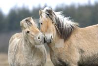 GD13_Islandpferd2_0179.jpg