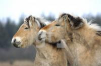 GD13_Islandpferd3_0108.jpg