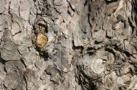 GE09_Baum_0113.jpg