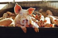 GE31_Schweine_0977.jpg