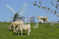GF26_Rinder03_0171.jpg
