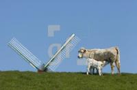 GF26_Rinder04_0183.jpg