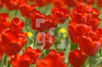 GG03_Tulpen02_0134.jpg