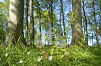 GG13_Wald03_0196.jpg