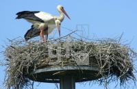GG15_Storch02_0142.jpg