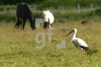 GH13_Storch02_0178.jpg