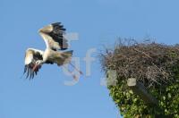 GH13_Storch05_0136.jpg