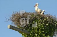 GH13_Storch08_0184.jpg