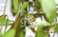 GH14_Frosch_0921.jpg