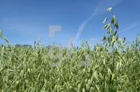 GH27_Hafer_0159.jpg