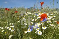 GH27_Kornfeld01_0137.JPG