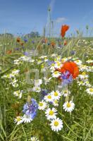 GH27_Kornfeld02_0132.jpg