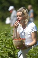 GH29_Erdbeeren02_0173.jpg