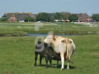 GI01_Hooge42_1313.jpg