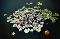GI04_Seerose01_0454.jpg