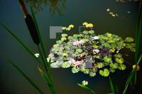 GI04_Seerose02_0454.jpg