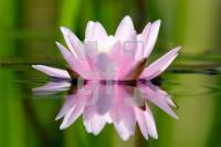 GI28_Rose03_0452.jpg