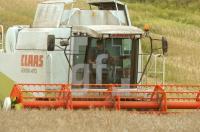 GJ02_Rapsernte12_0122.JPG