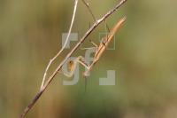 GJ05_Gottesanbeterin_1290.jpg