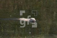 GJ08_SumpfbiberNutriaWeiss_1256.jpg