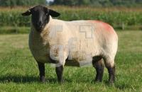 GJ22_Suffolk1_0907.jpg