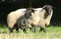 GJ22_Suffolk2_0905.jpg